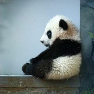 Meet your Posher, Alexa